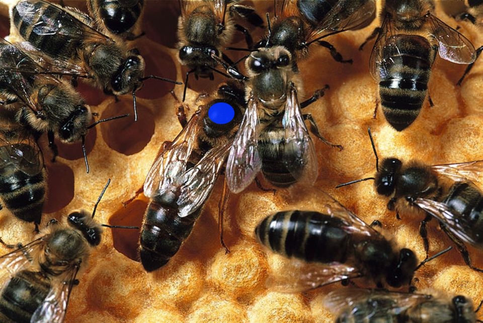 bienenkoenigin
