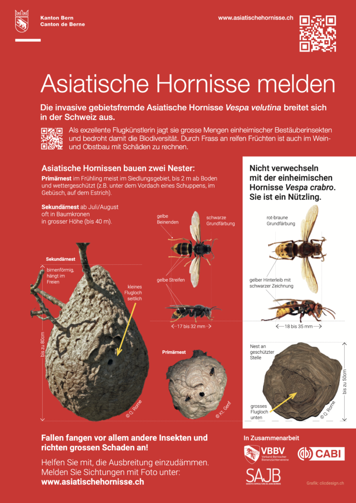 Infoblatt-Asiatische-Hornisse-DE_1