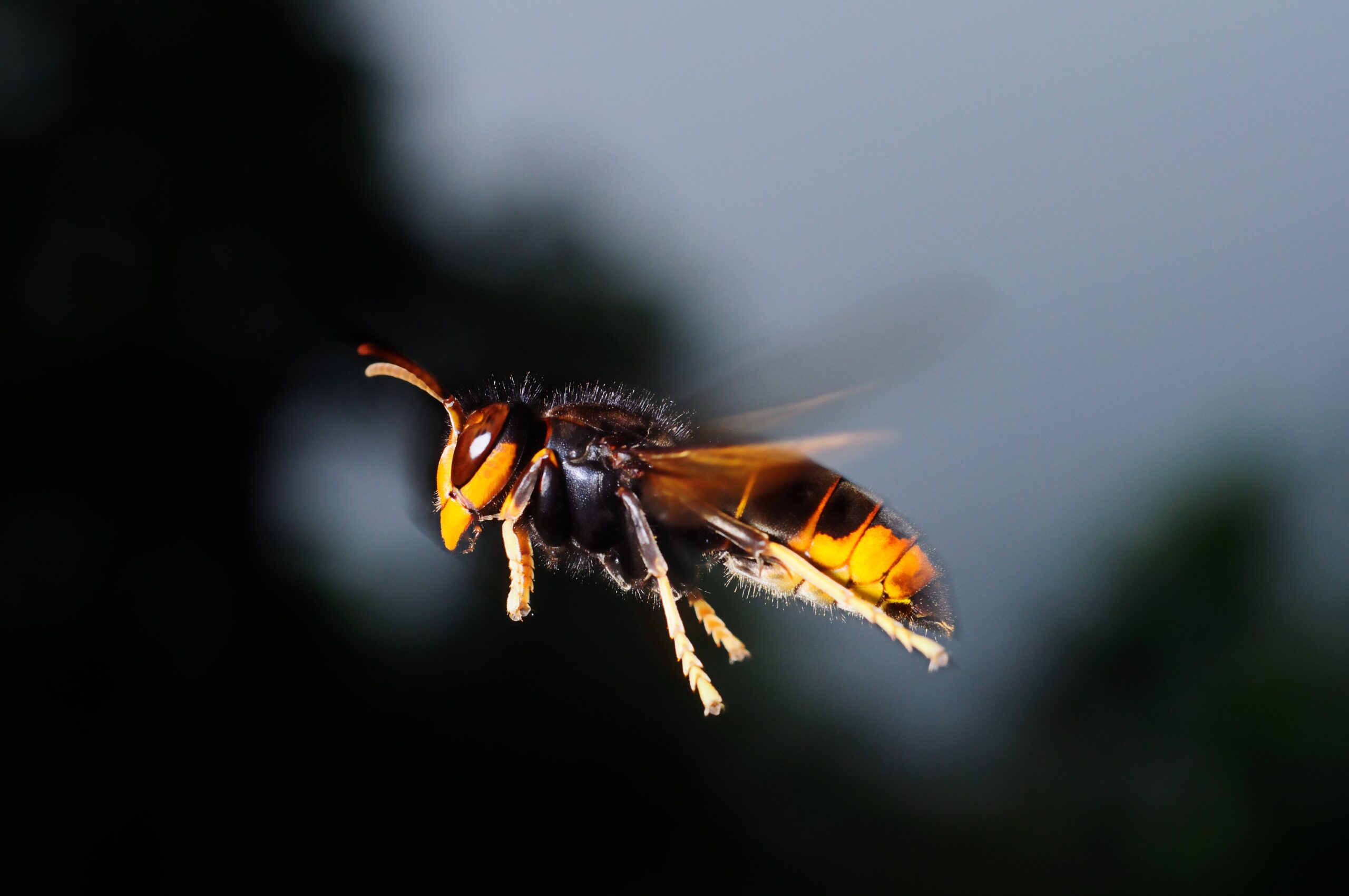 close-up-bee-pollinating